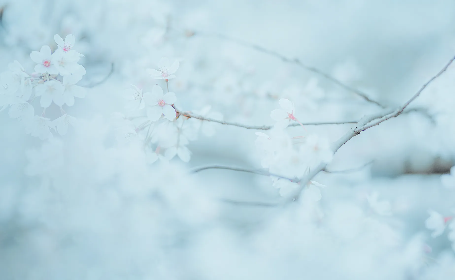 [艺图语] 2022.12.06 Vol.2613 – 樱吹雪 穆婕#[25P]-3