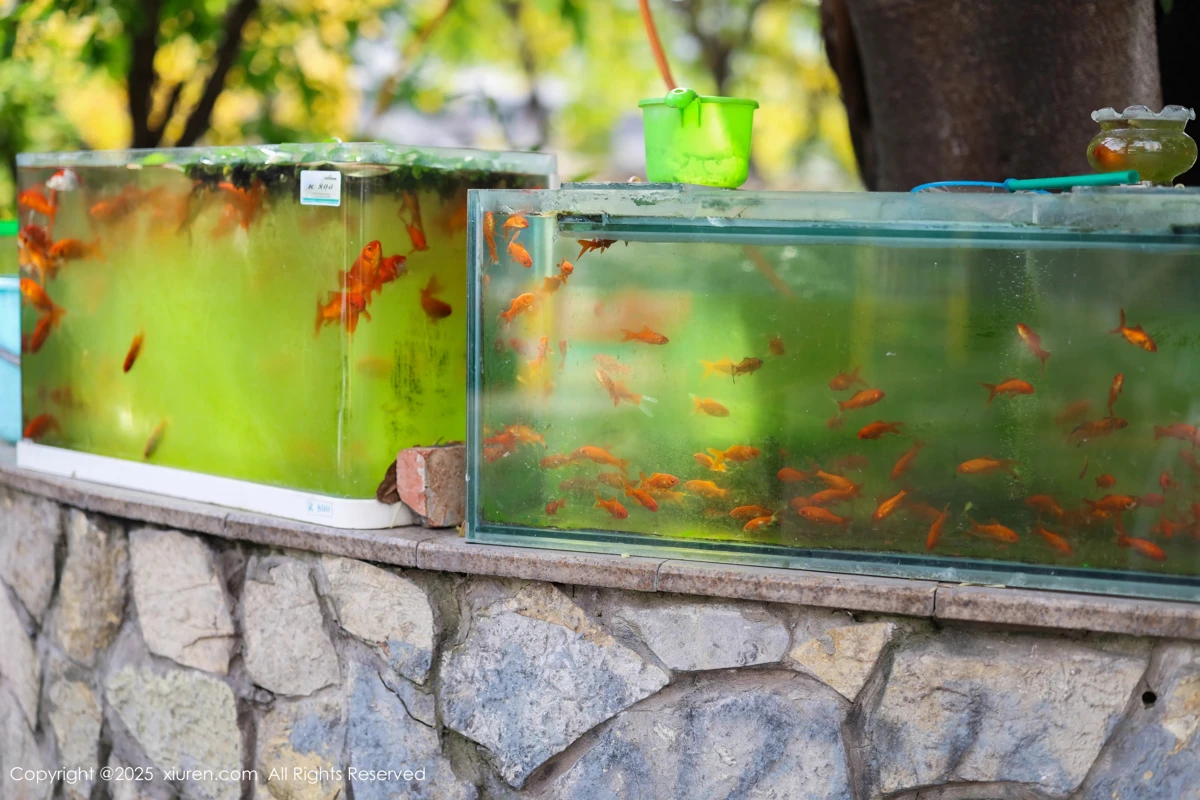 [秀人网] 2025.05.08 No.10247 茂木希子#[81P]-2