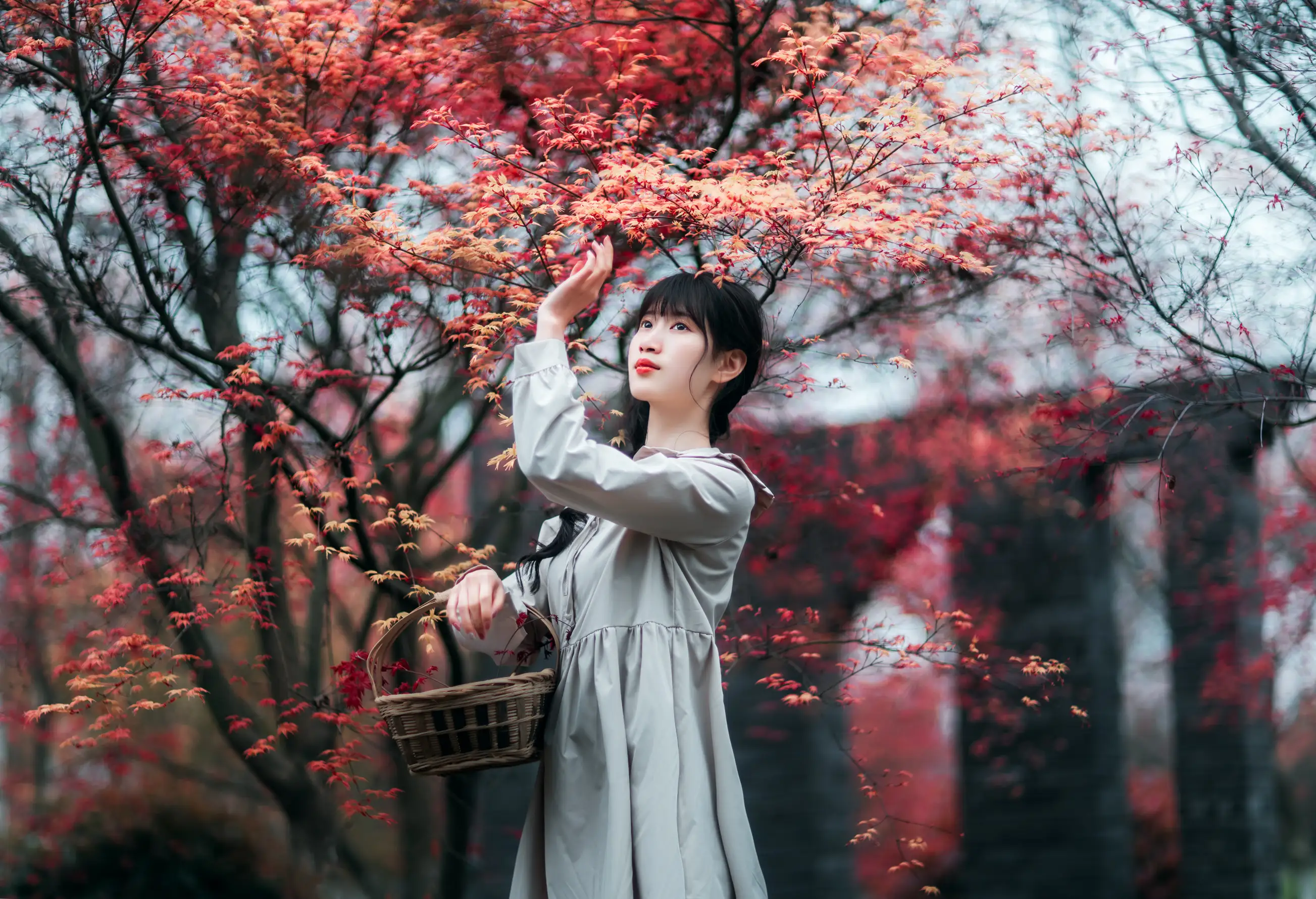 [艺图语] 2021.12.23 Vol.521 – 枫林春晓 初茶#[39P]-2