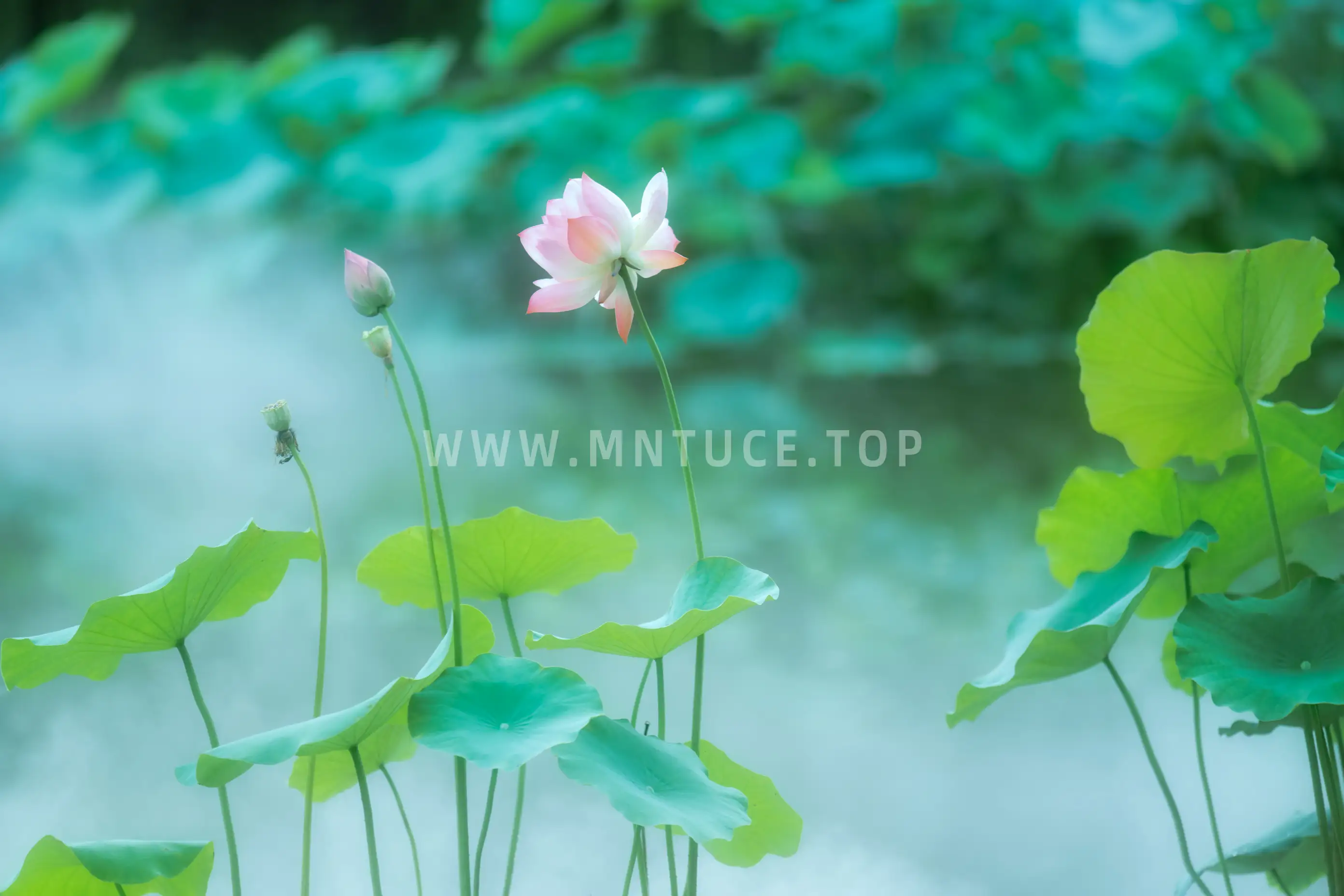 [艺图语] 2021.12.25 Vol.534 – 双生花 修水凝花#[31P]-9