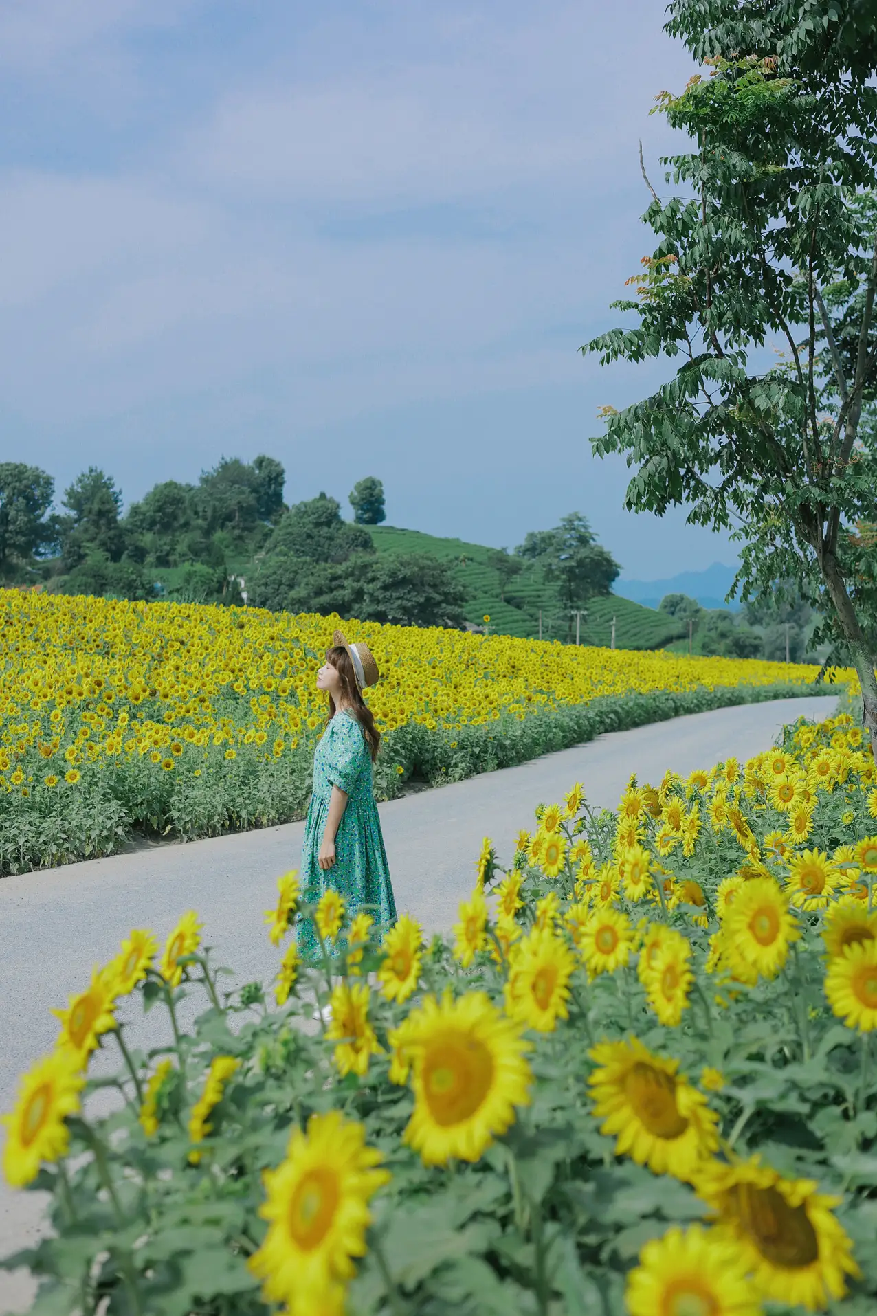 [艺图语] 2022.07.12 Vol.1458 – 向日葵的夏日 蓝胖子-#[33P]-7