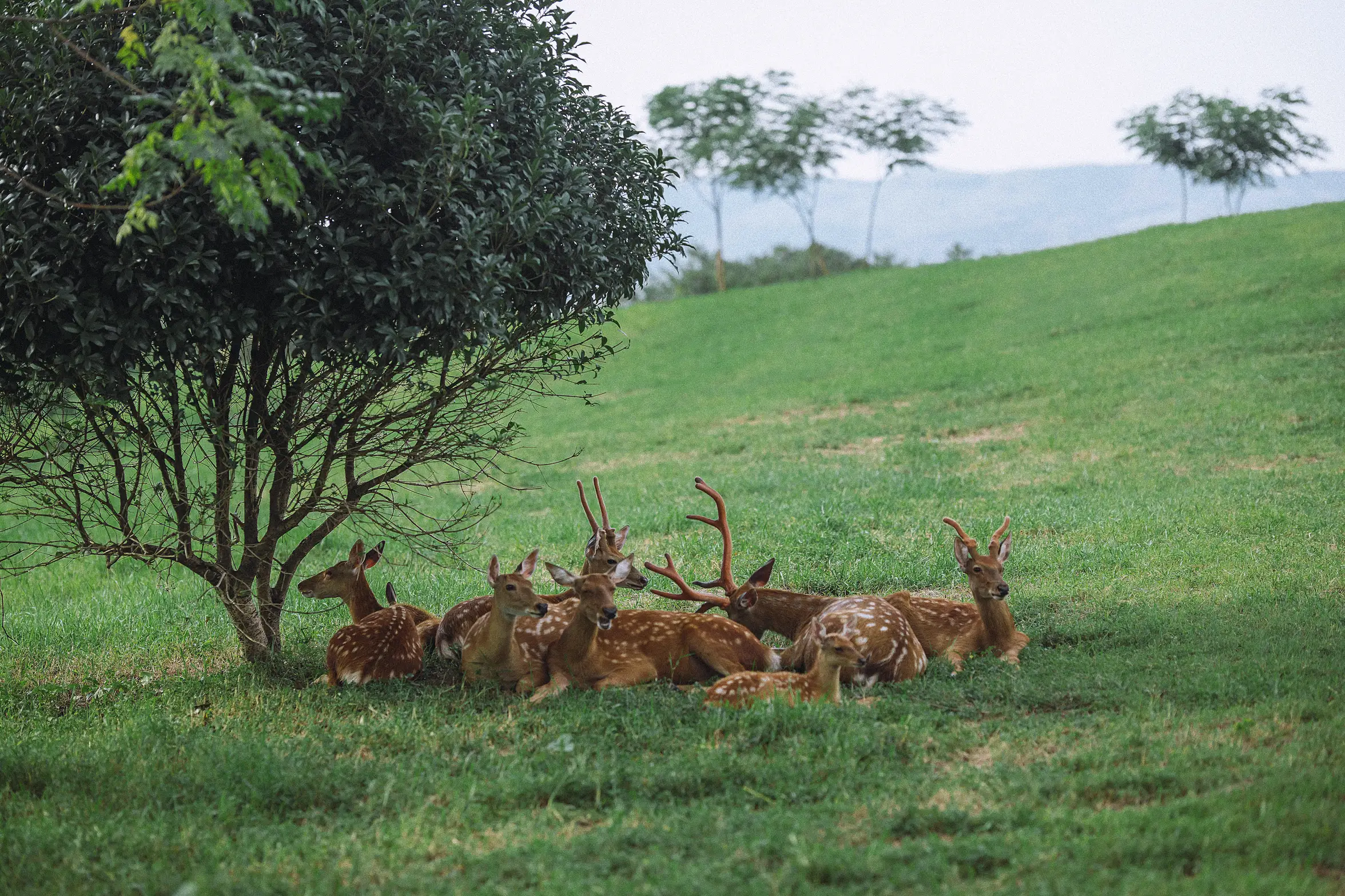 [艺图语] 2022.01.22 Vol.695 – 小千代 惠儿儿吖#[32P]-10