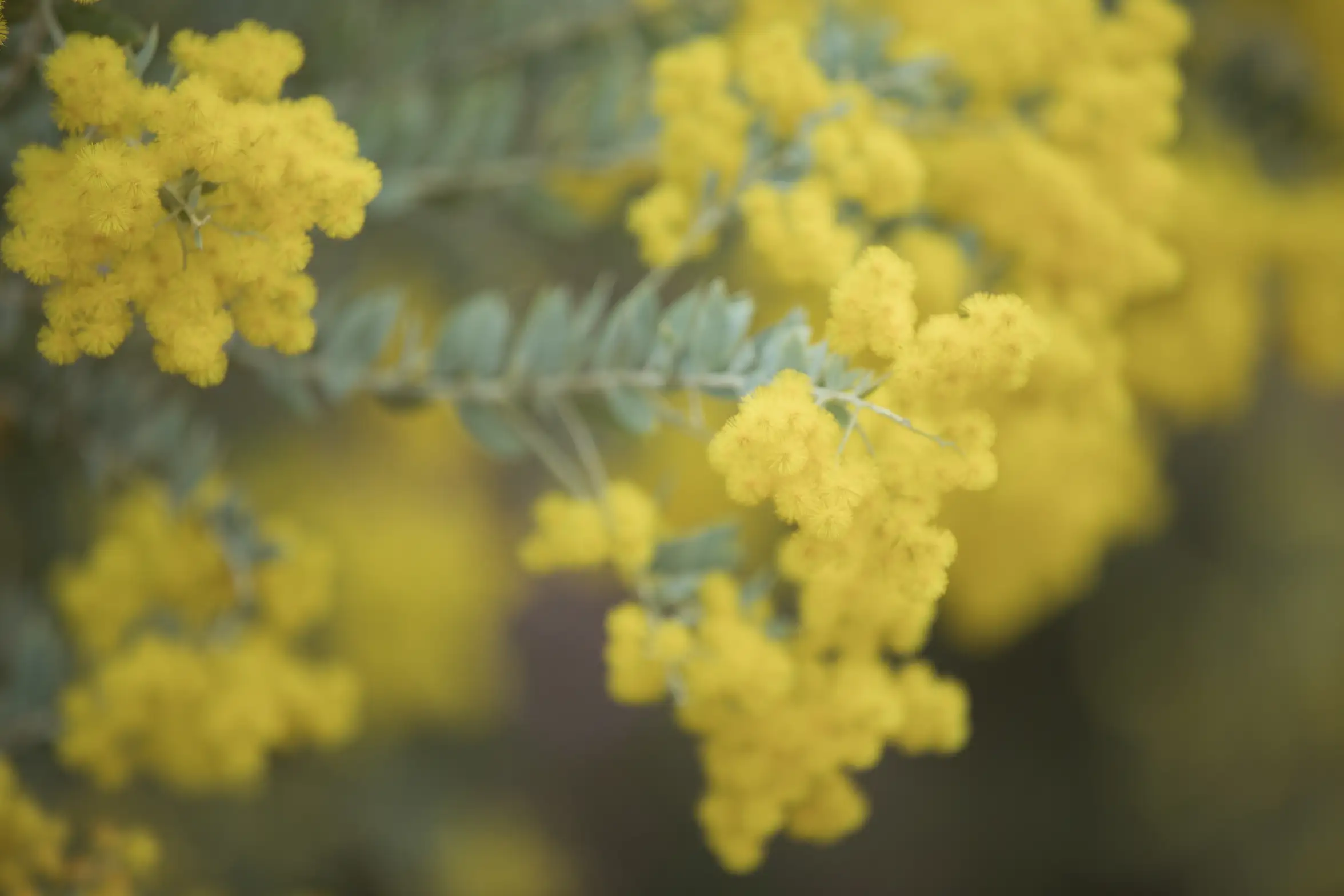 [艺图语] 2022.07.02 Vol.1352 – 合欢枝 miego#[22P]-3