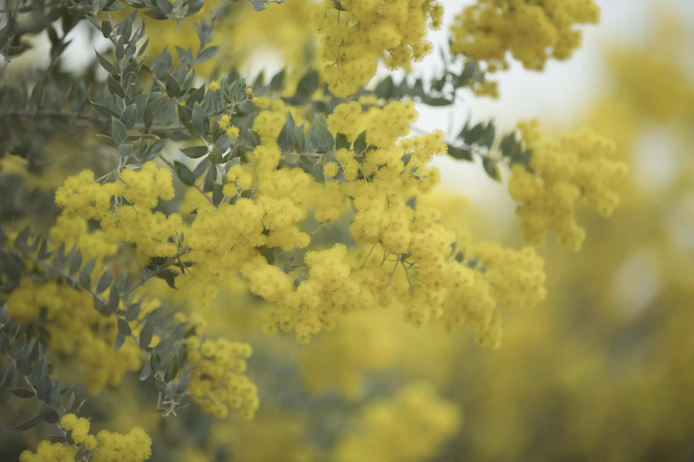 [艺图语] 2022.07.02 Vol.1352 – 合欢枝 miego#[22P]-4