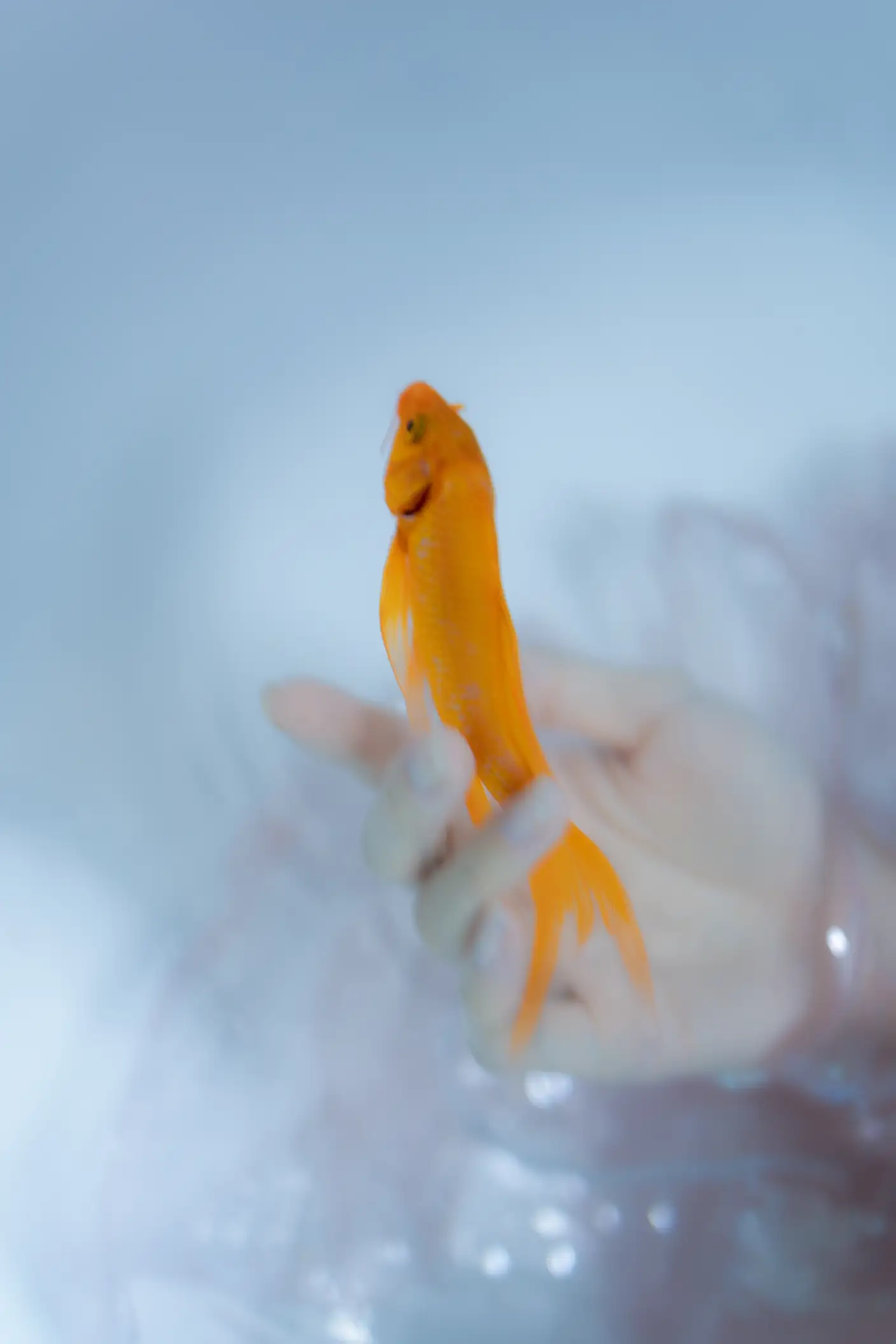 [艺图语] 2022.06.11 Vol.1152 – 真金鱼姬 贰加六#[28P]-10