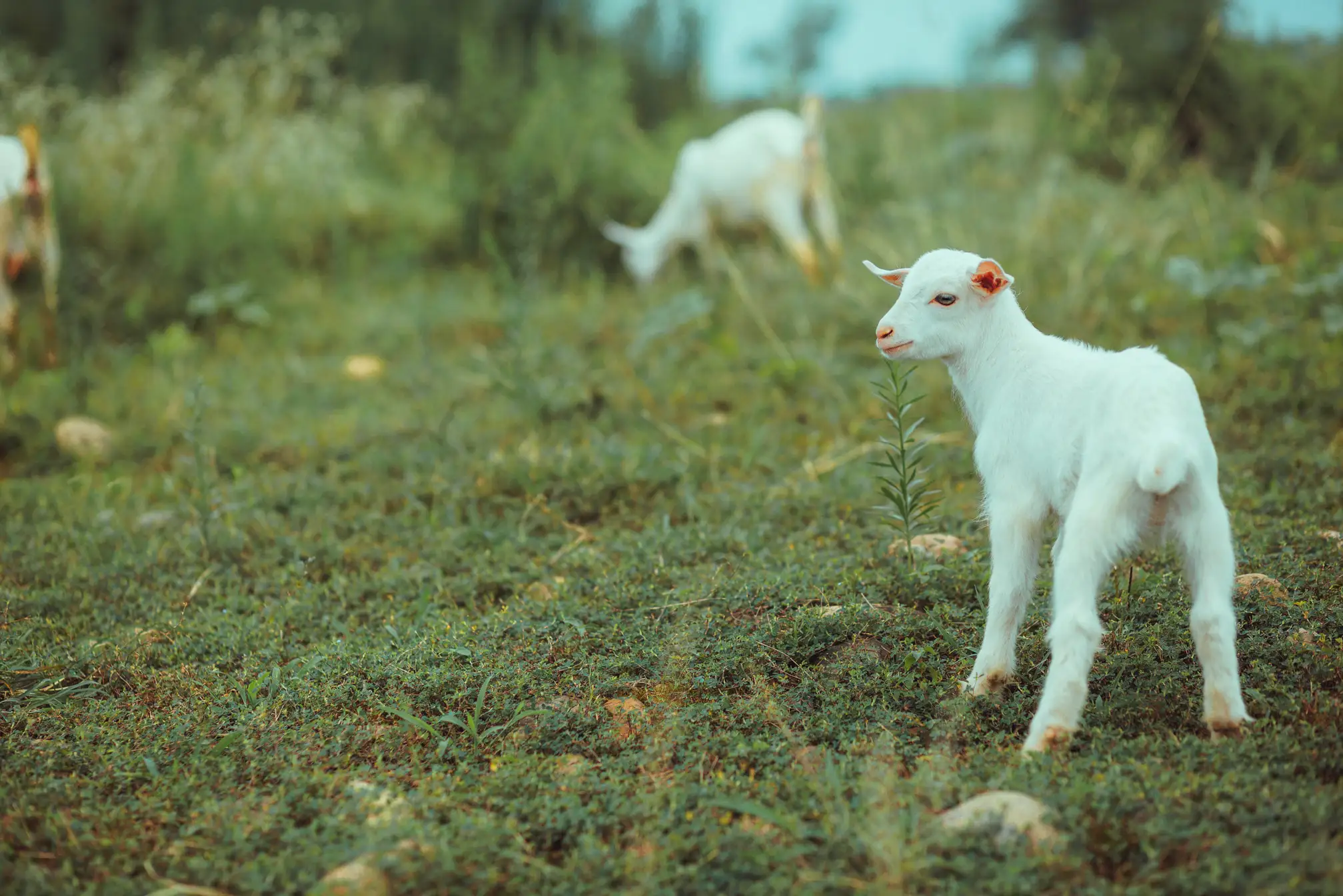 [艺图语] 2021.10.07 Vol.337 – 塞上牛羊空许约 芳芳#[23P]-9