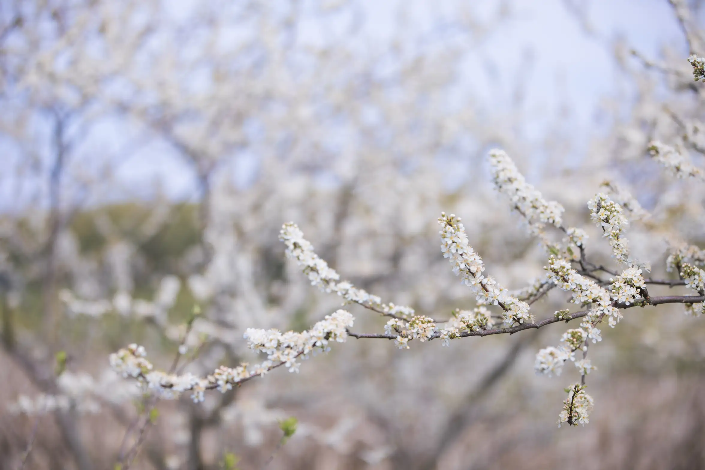 [艺图语] 2022.06.15 Vol.1189 疏影#[23P]-5