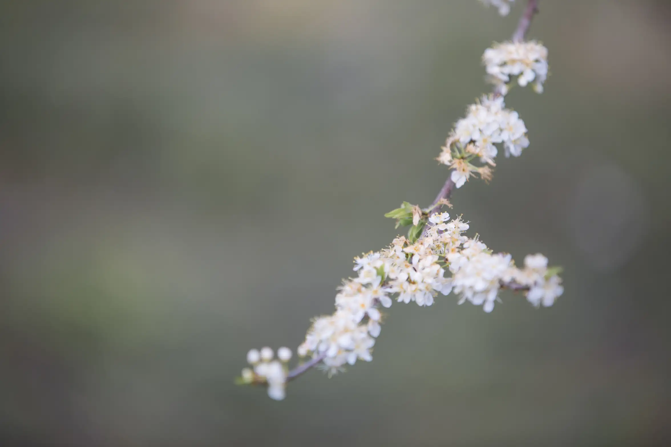 [艺图语] 2022.06.15 Vol.1189 疏影#[23P]-6