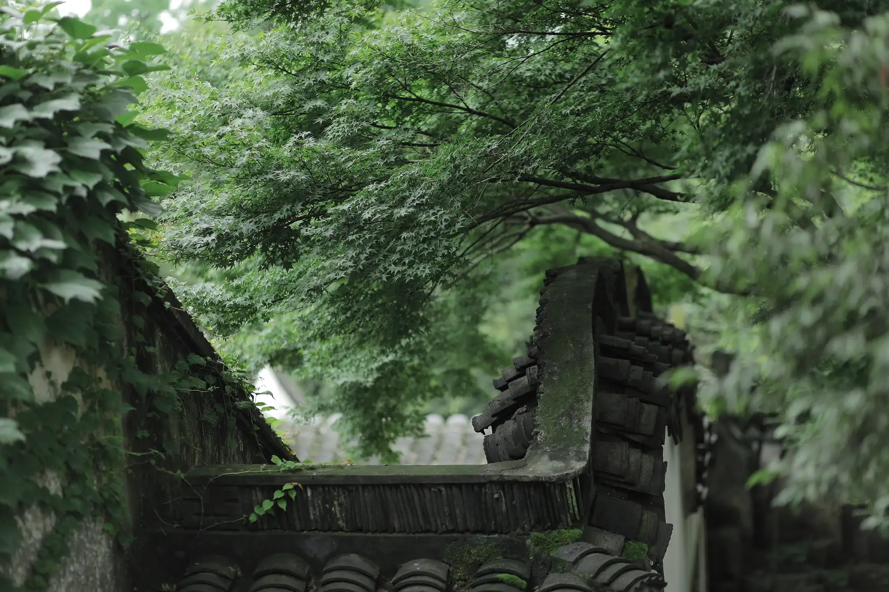 [艺图语] 2022.01.08 Vol.611 – 四月桃林 柳柳#[35P]-5