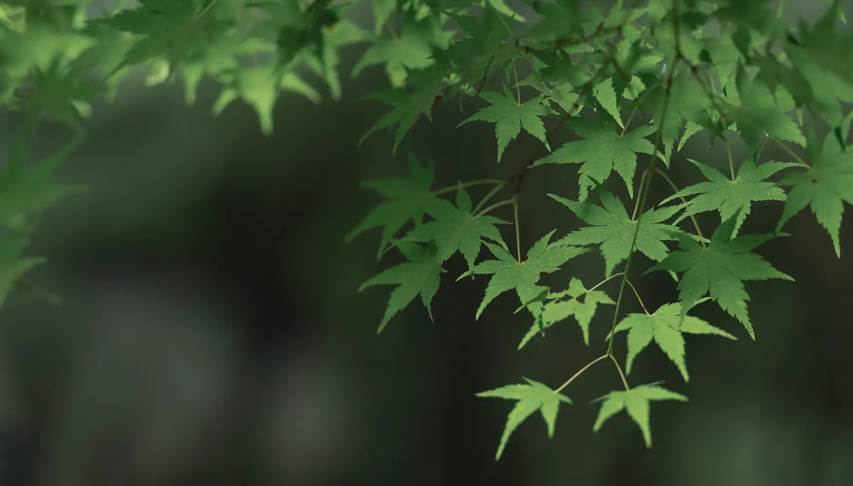 [艺图语] 2022.01.08 Vol.611 – 四月桃林 柳柳#[35P]-9