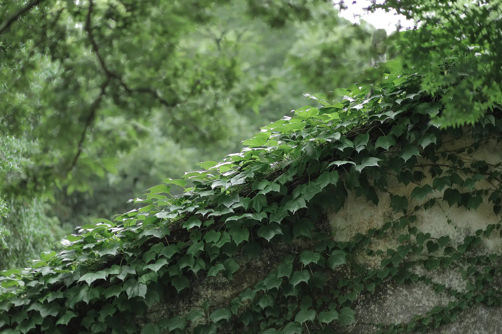 [艺图语] 2022.01.08 Vol.611 – 四月桃林 柳柳#[35P]-10