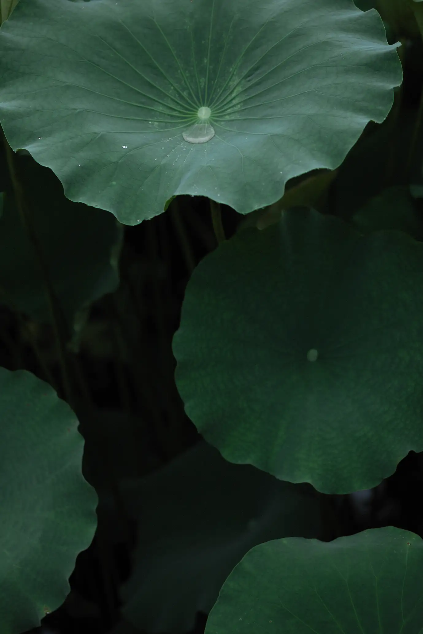 [艺图语] 2022.02.02 Vol.737 – 层波潋滟远山横 一笑一倾城 柳柳杨柳柳_#[23P]-2