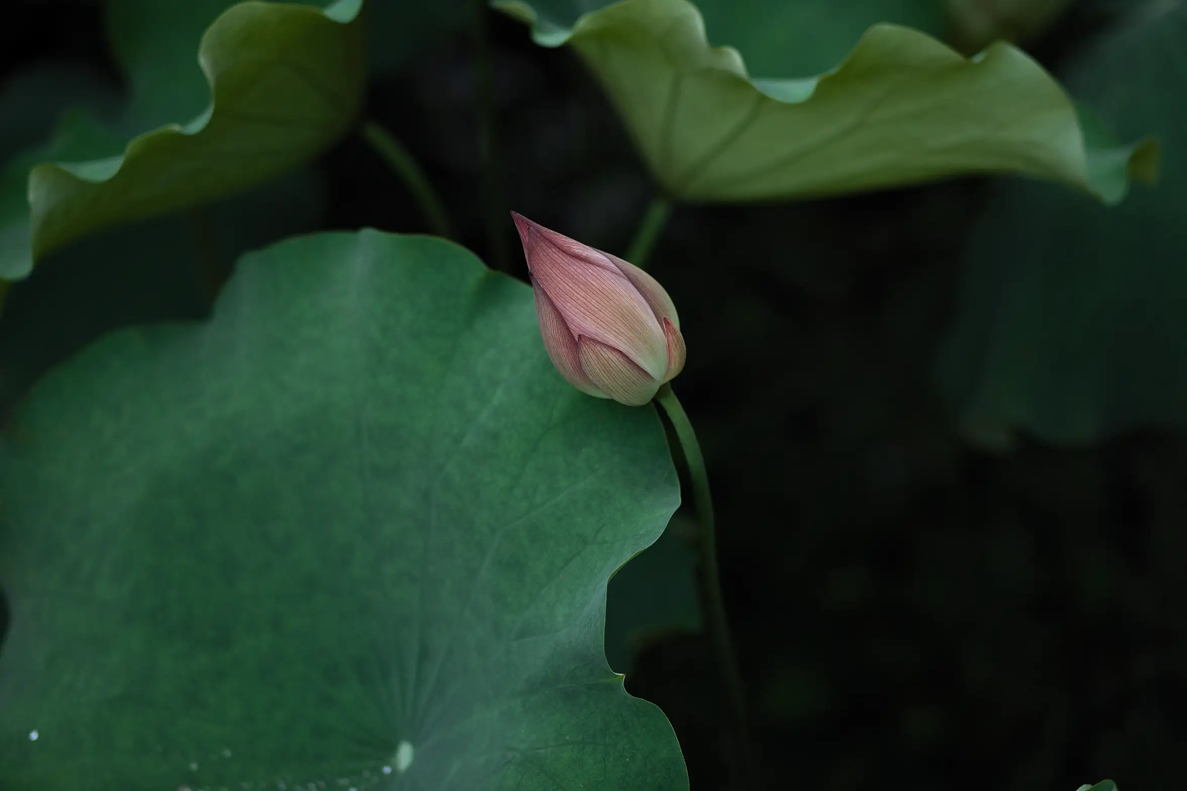 [艺图语] 2022.02.02 Vol.737 – 层波潋滟远山横 一笑一倾城 柳柳杨柳柳_#[23P]-3