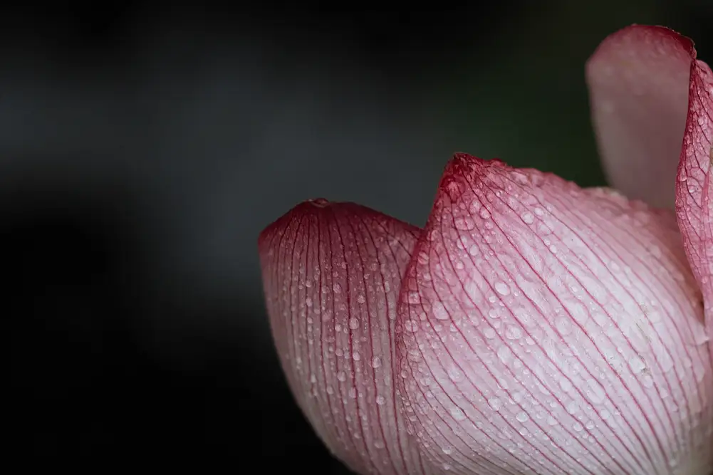 [艺图语] 2022.02.02 Vol.737 – 层波潋滟远山横 一笑一倾城 柳柳杨柳柳_#[23P]-6