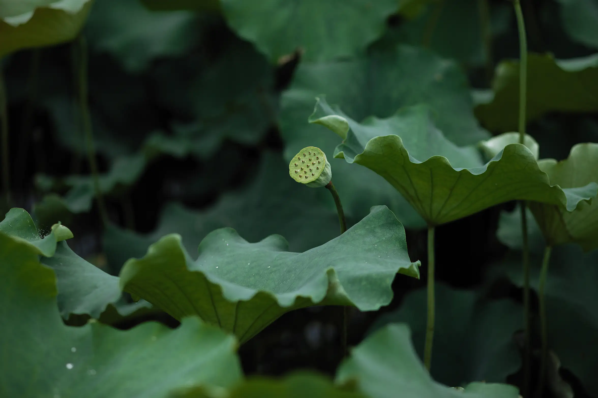 [艺图语] 2022.02.02 Vol.737 – 层波潋滟远山横 一笑一倾城 柳柳杨柳柳_#[23P]-8