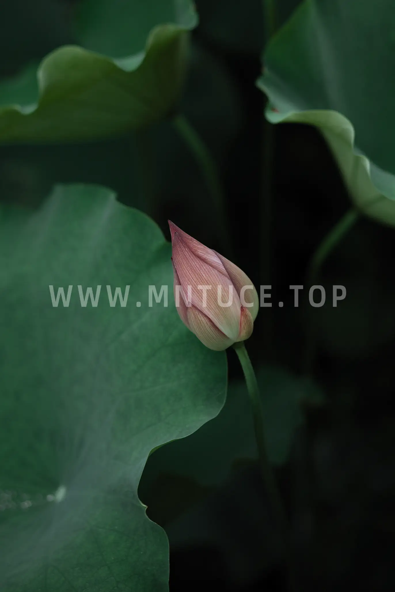 [艺图语] 2022.02.02 Vol.737 – 层波潋滟远山横 一笑一倾城 柳柳杨柳柳_#[23P]-10