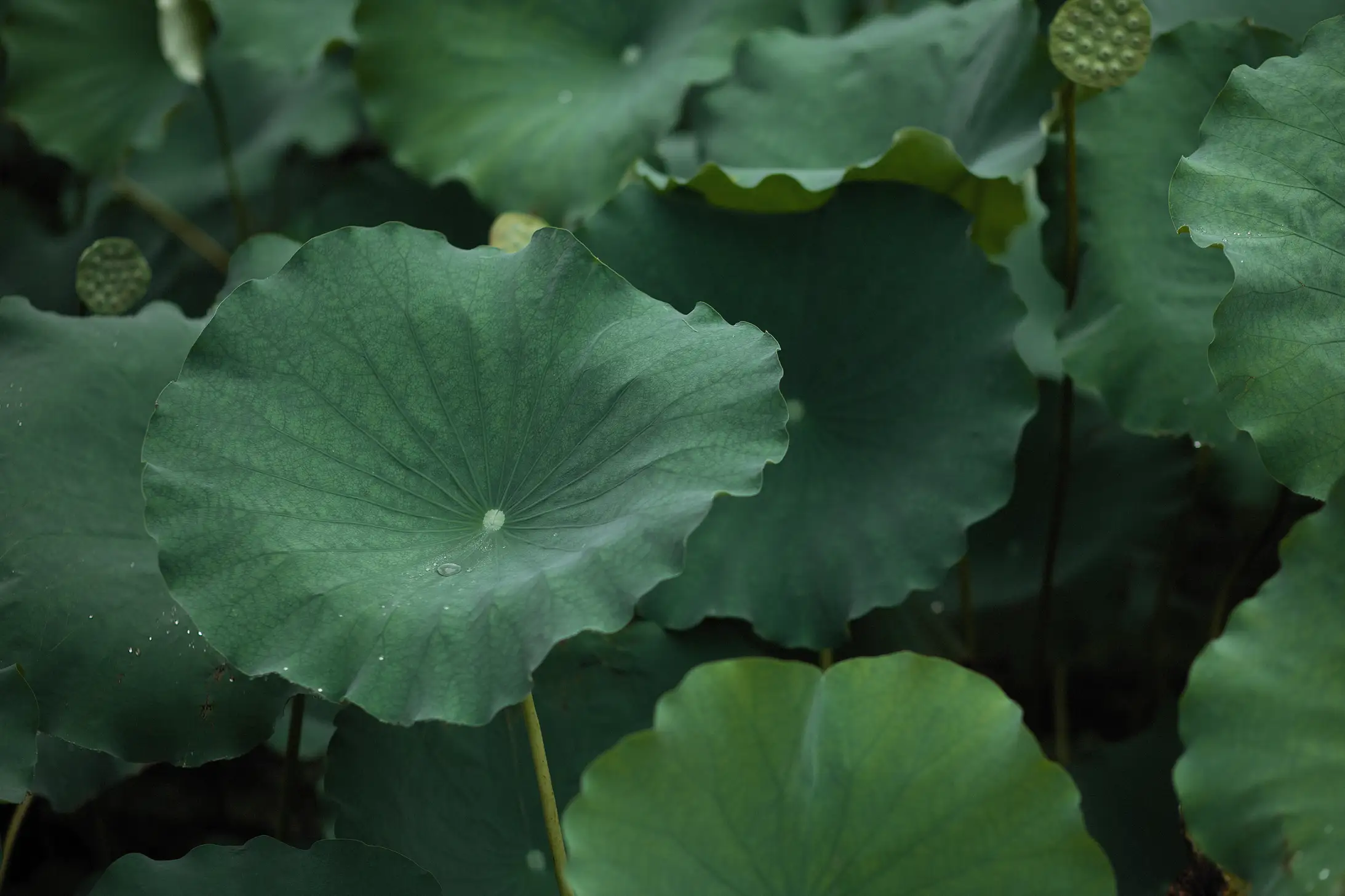 [艺图语] 2022.02.02 Vol.737 – 层波潋滟远山横 一笑一倾城 柳柳杨柳柳_#[23P]-5