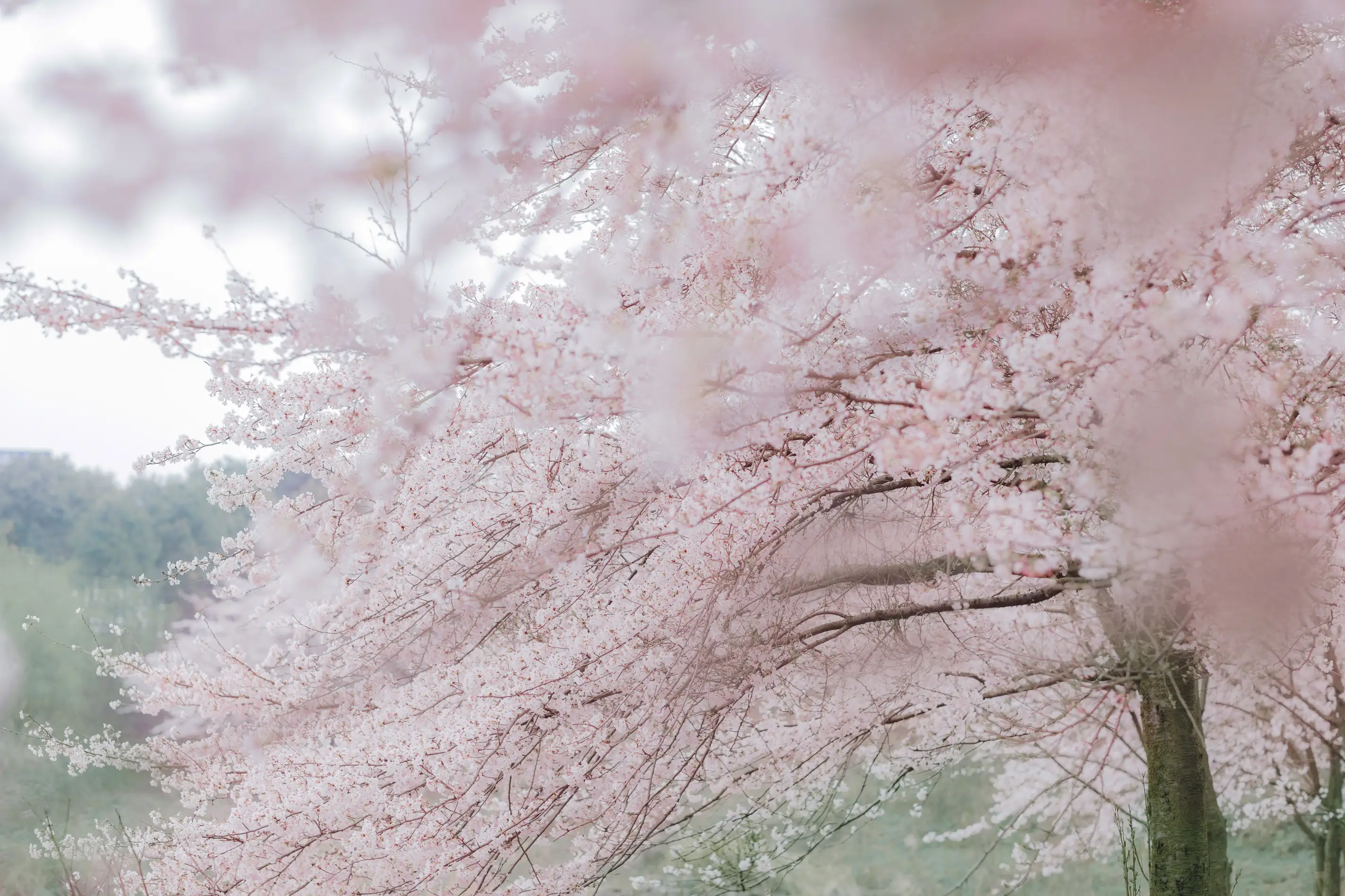 [艺图语] 2022.06.08 Vol.1115 – 东风面 童童#[23P]-6