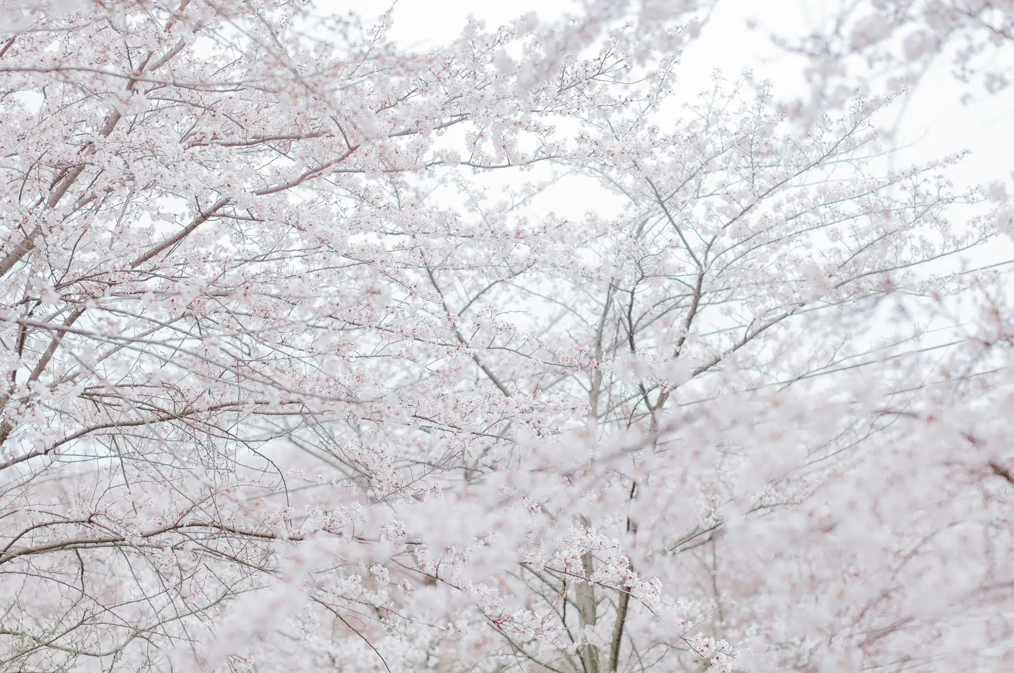 [艺图语] 2022.06.08 Vol.1115 – 东风面 童童#[23P]-2