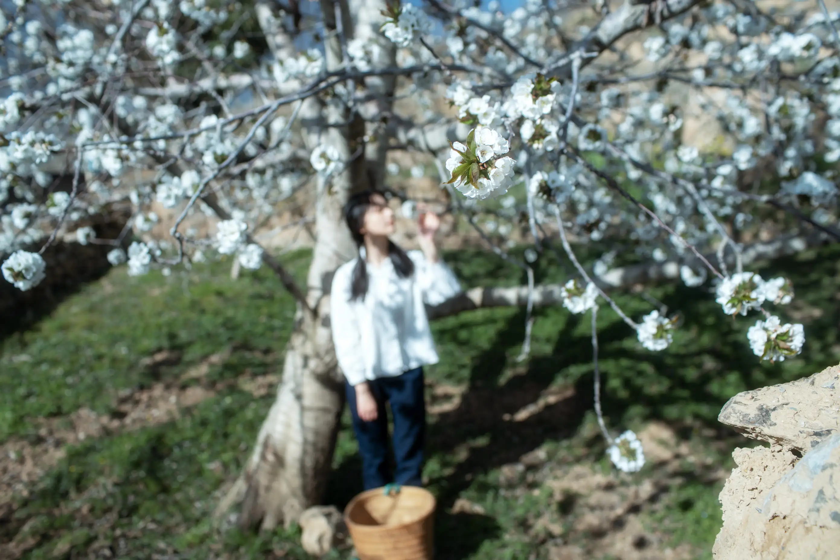 [艺图语] 2021.12.27 Vol.536 – 故乡的小燕子 欢欢#[36P]-9