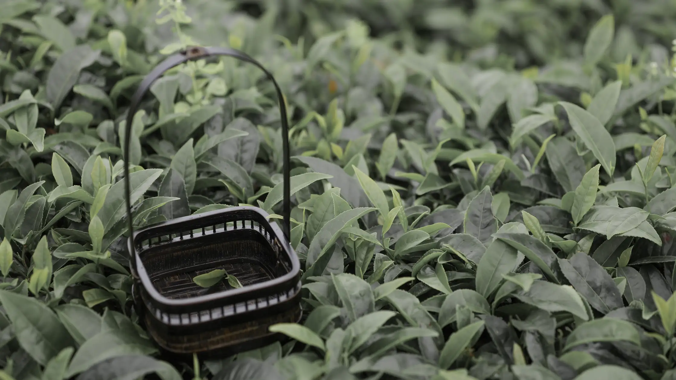 [艺图语] 2022.07.07 Vol.1402 – 茶记 katycat#[20P]-1