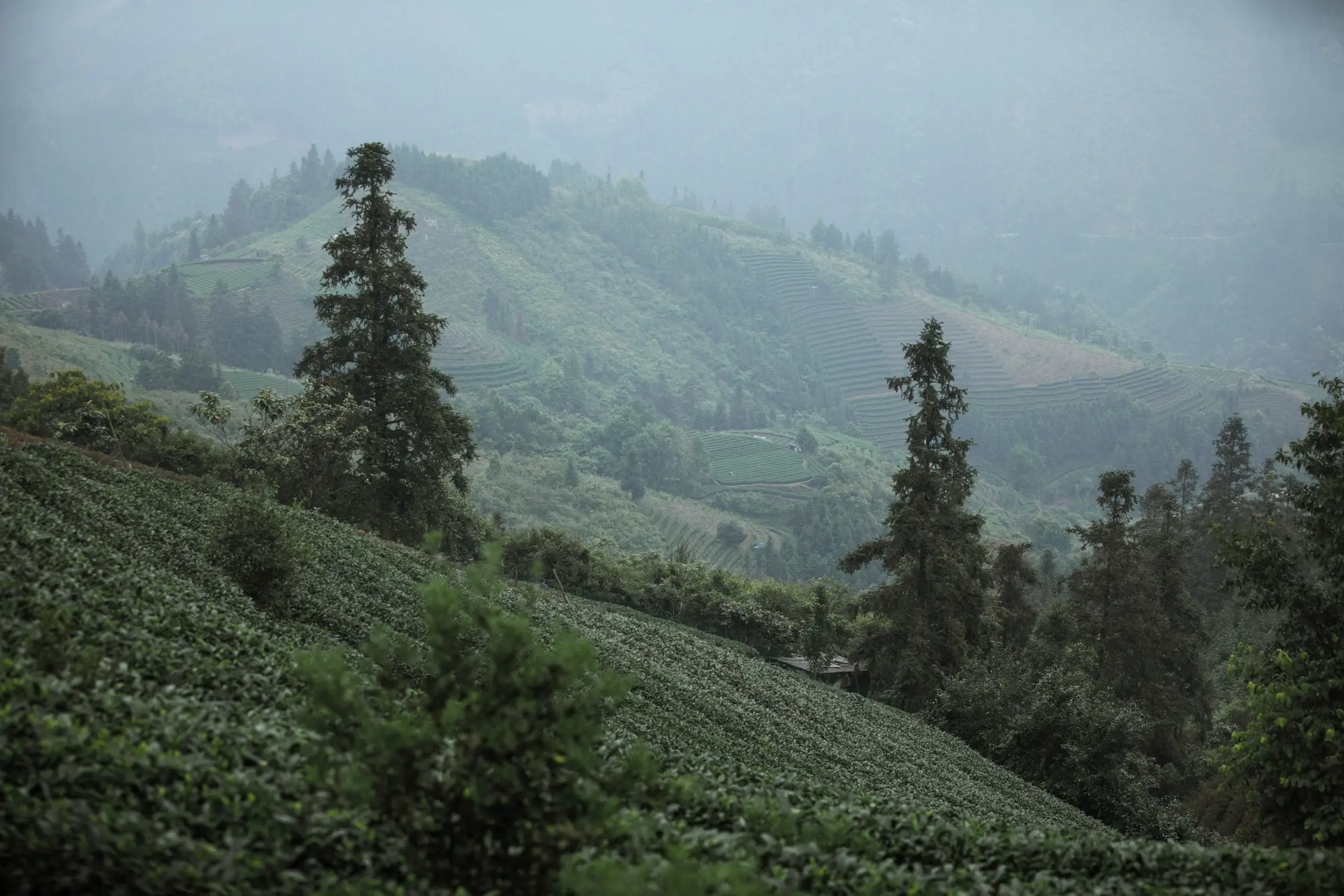 [艺图语] 2022.07.07 Vol.1402 – 茶记 katycat#[20P]-3