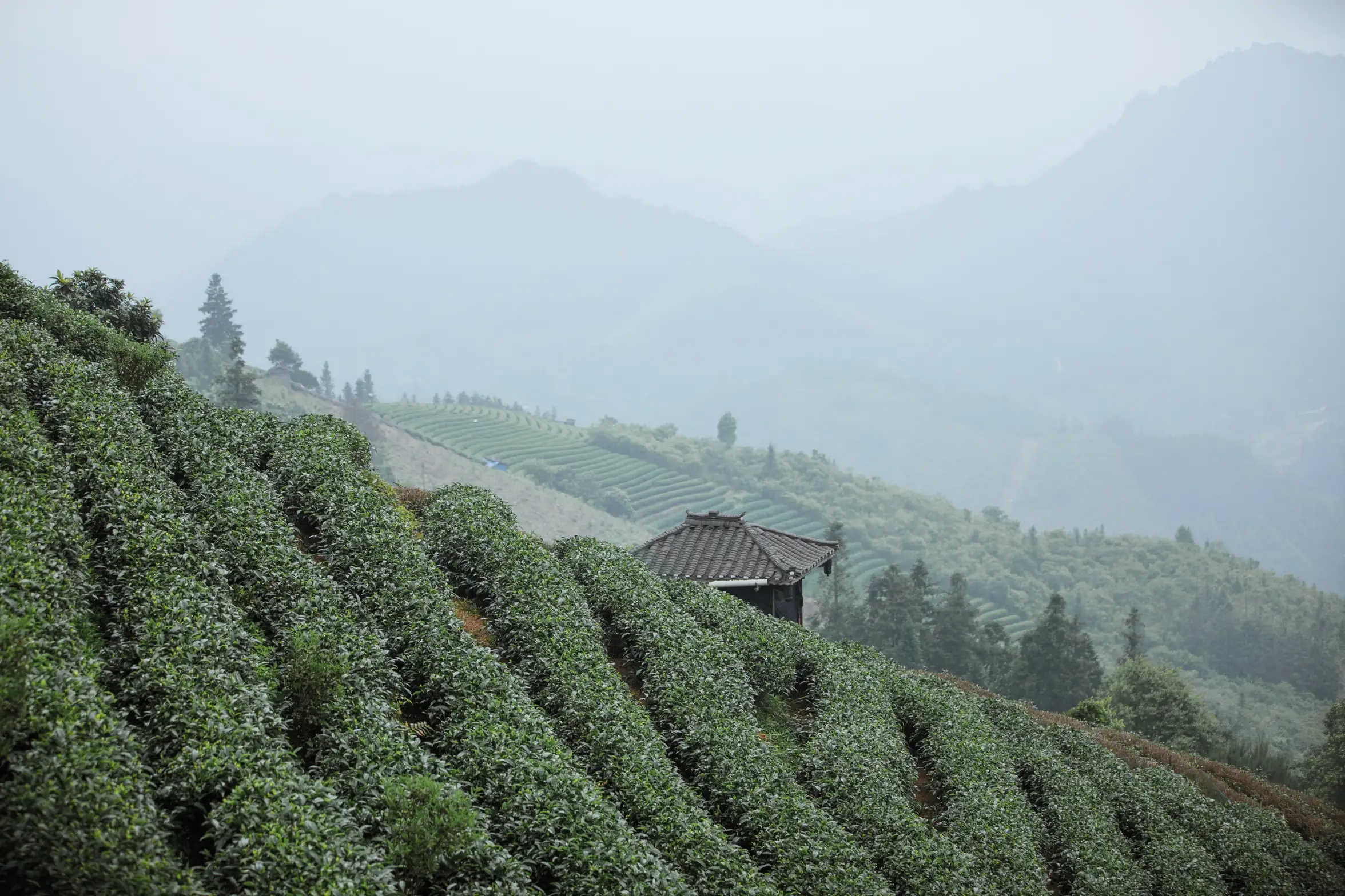 [艺图语] 2022.07.07 Vol.1402 – 茶记 katycat#[20P]-4