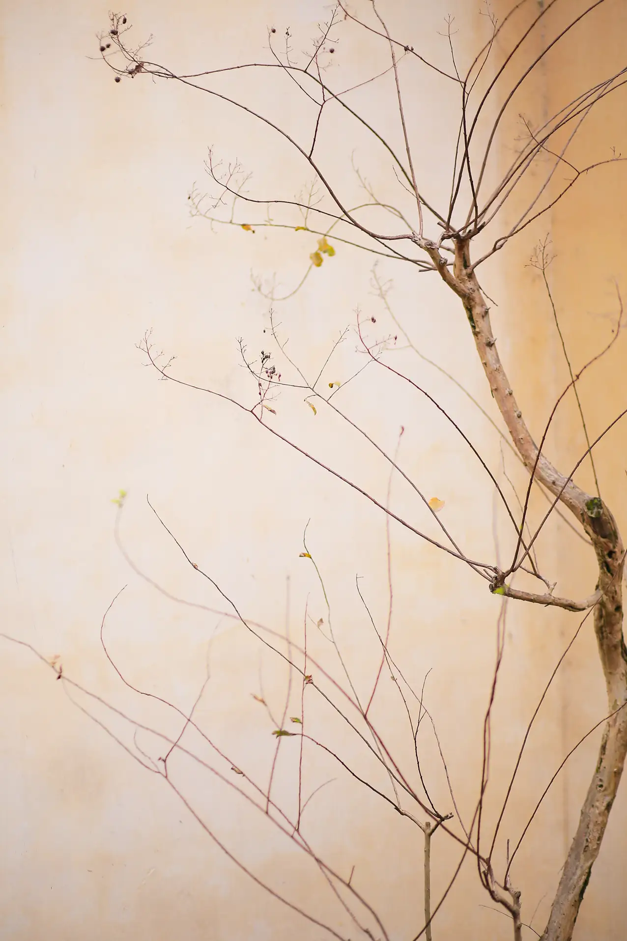 [艺图语] 2021.11.16 Vol.451 – 春怨 沂越#[41P]-4