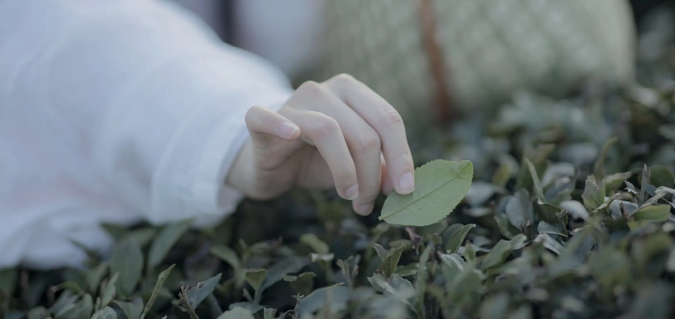 [艺图语] 2022.11.11 Vol.2415 – 衣袖染茶香 灿暖暖暖#[20P]-8